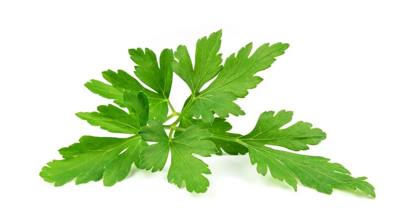 ����� �������� ����� فوا%D